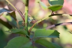 Sassacus vitis