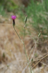 Crupina crupinastrum