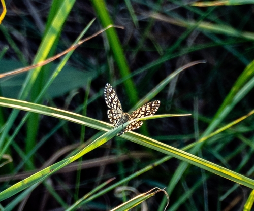 Latticed Heath