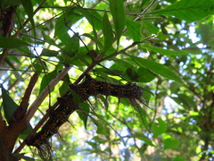 Hemileucinae