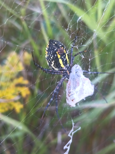 Banded Garden Spider