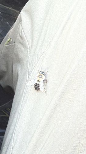 Common Eastern Bumble Bee