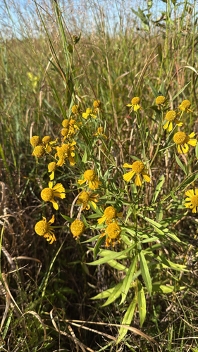 common sneezeweed