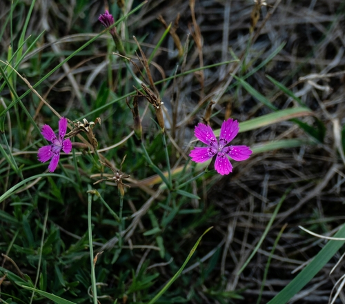 Maiden Pink