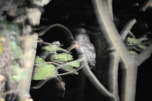 iNaturalist image