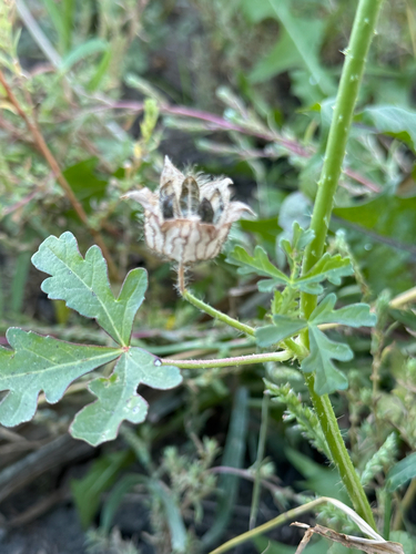 flower-of-an-hour