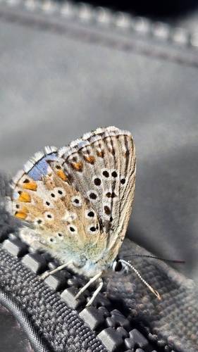 Adonis Blue