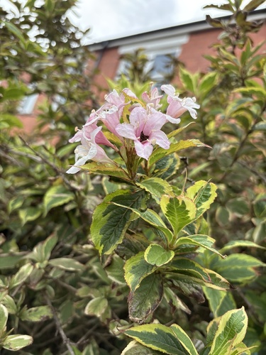 Weigela florida observed 2026-09-10