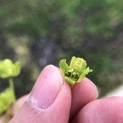 Acer
