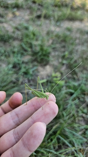 Lily Bush-cricket