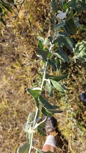 Russian olive