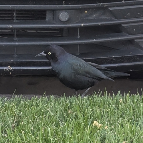 Brewer's Blackbird