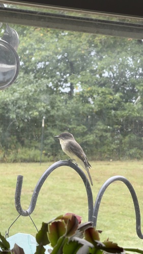 Eastern Phoebe