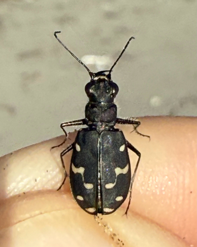 Western Tiger Beetle
