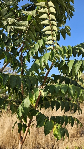 tree-of-heaven