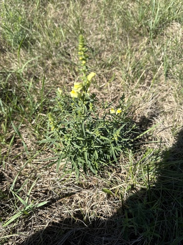 common toadflax