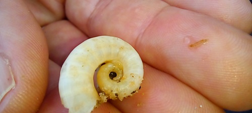 Ram's Horn Squid