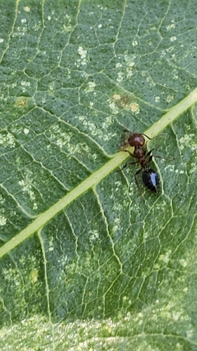 Schmidt's Cocktail Ant