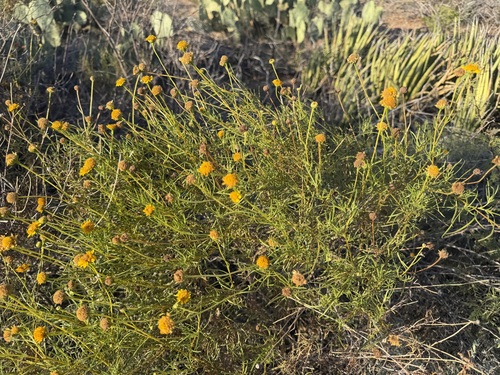 Sidneya tenuifolia