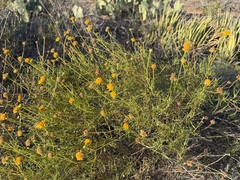 Sidneya tenuifolia