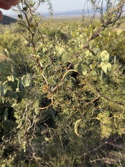 Vachellia vernicosa, photograph (c) Alex Doyle, some rights reserved (CC BY)