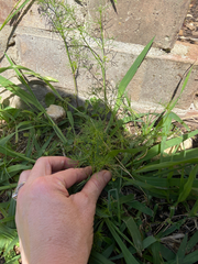 Cyclospermum