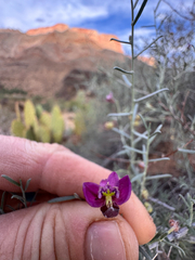 Krameria erecta, photograph (c) Kenzie Anderson-Bell, some rights reserved (CC BY)