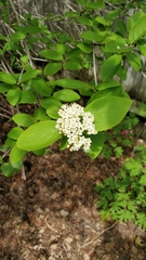 Viburnum lentago