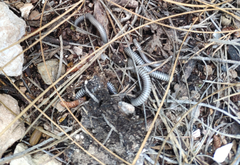 Ommatoiulus rutilans