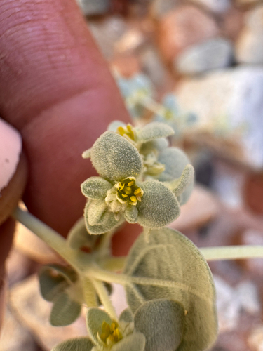 Tidestromia suffruticosa