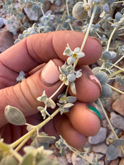 Tidestromia suffruticosa, photograph (c) Kenzie Anderson-Bell, some rights reserved (CC BY)