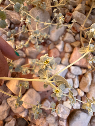 Tidestromia suffruticosa, photograph 2