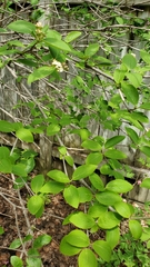Viburnum lentago