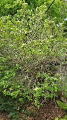 Viburnum lentago