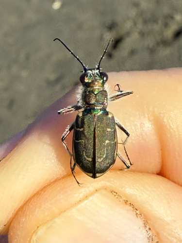 Siuslaw Hairy-necked Tiger Beetle