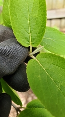 Viburnum lentago