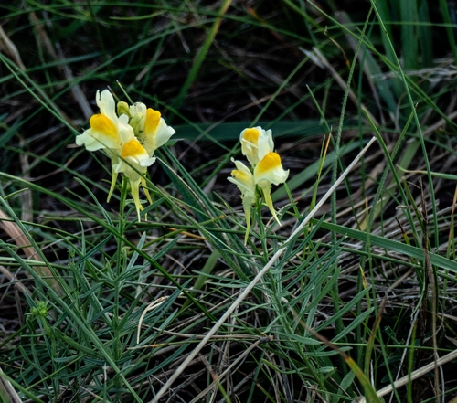 common toadflax