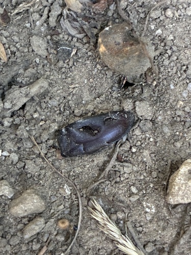 European Stag Beetle