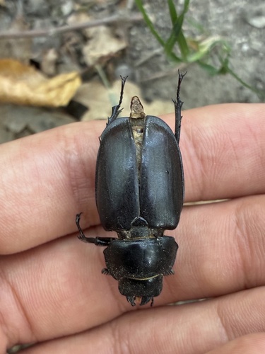 Lucanus cervus turcicus