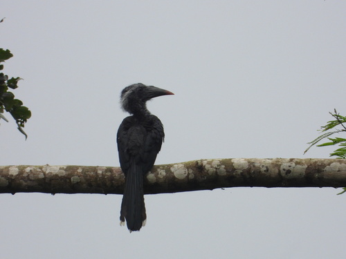 Black Dwarf Hornbill