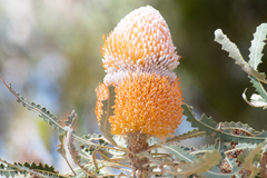 Banksia prionotes