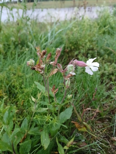 white campion