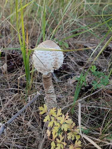 Parasol