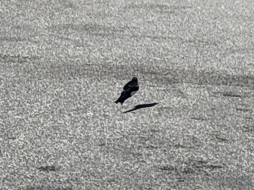 Black-billed Magpie