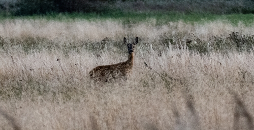 Western Roe Deer