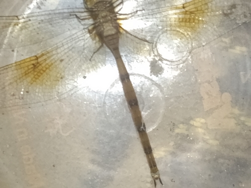 Banded Duskdarter