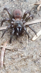Antrodiaetidae