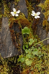 Kumlienia hystricula