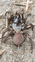 Antrodiaetidae