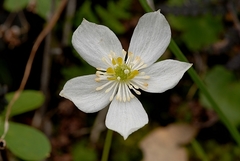Kumlienia hystricula